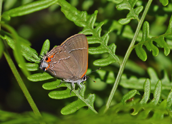 Oak Hairstreak